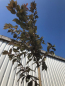 Preview: Rotblättrige Nelkenkirsche "Royal Burgundy" (Prunus serrulata "Royal Burgundy) im Großcontainer Alleebaum 3-4 m